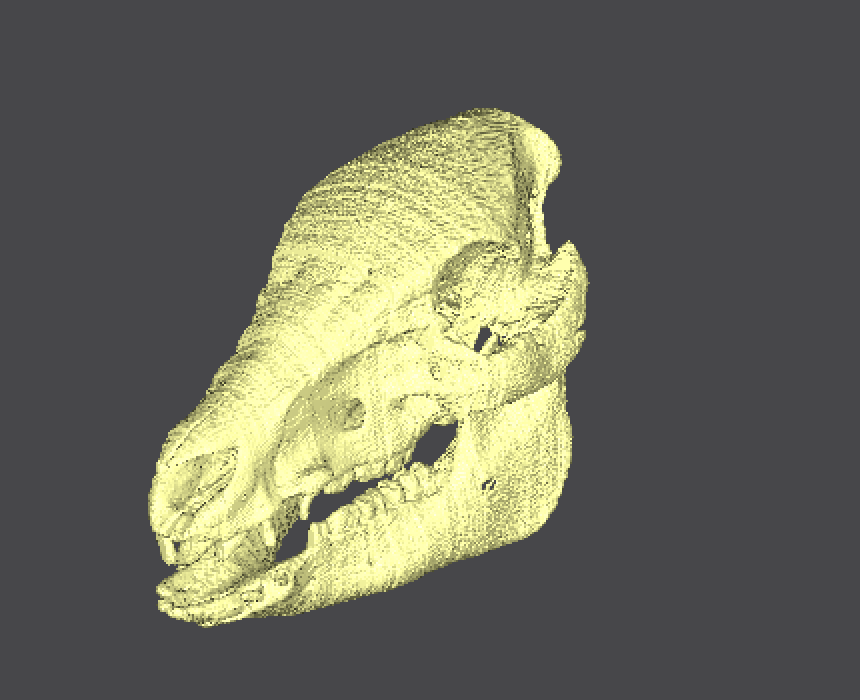 ScreenShot CT PigHead Surface Skull